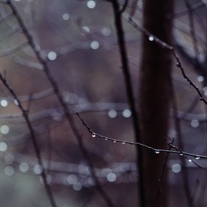 תמונת טבע "נקודות אור" טיפות גשם על ענפים בחורף